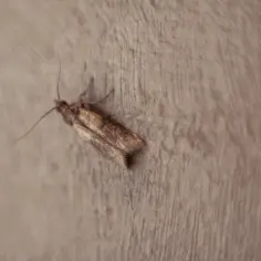 Jak zlikwidować mole w kuchni i skutecznie zapobiec ich powrotowi